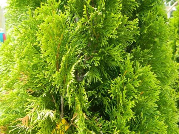 Arborvitae Emerald 