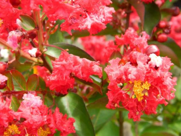 Crape Myrtle Dynamite | Turtle Creek Nursery - Specialty Plants and