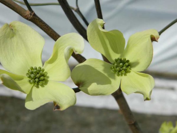 Dogwood Cherokee Princess | Turtle Creek Nursery - Specialty Plants And ...