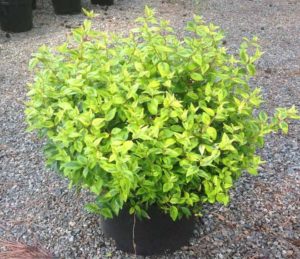 Abelia Kaleidoscope | Turtle Creek Nursery - Specialty Plants and ...